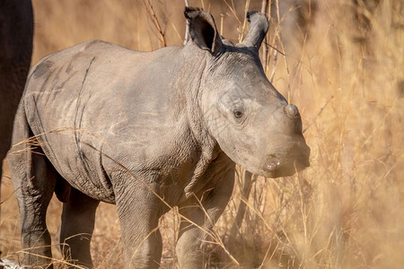 南非Welgevonden游戏保留地高草上的白犀牛宝图片