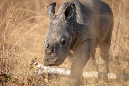 南非Welgevonden游戏保留地高草上的白犀牛宝图片