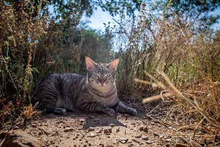 蓝眼睛猫躺在非洲草地之间图片