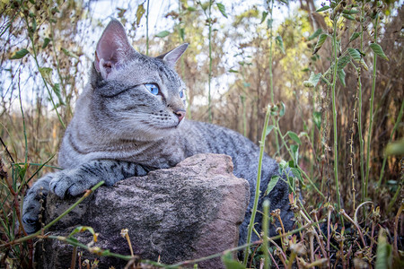 蓝眼睛猫躺在非洲草地之间图片