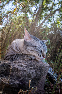 猫睡在非洲草地上的岩石图片