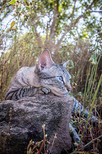 蓝眼睛猫躺在非洲草地之间图片