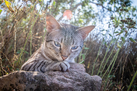 蓝眼睛猫躺在非洲草地之间图片