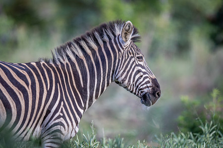 南非Welgevonden游戏保留地Zebra的侧面简介图片