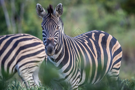 Zebra以南非Welgevonden游戏保留地的摄像头为主图片
