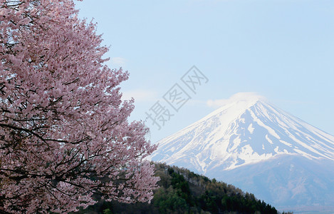 日本川口子湖边的富士山和三浦树图片