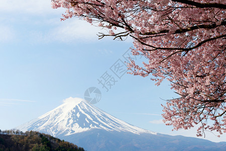 日本川口子湖边的富士山和三浦树图片