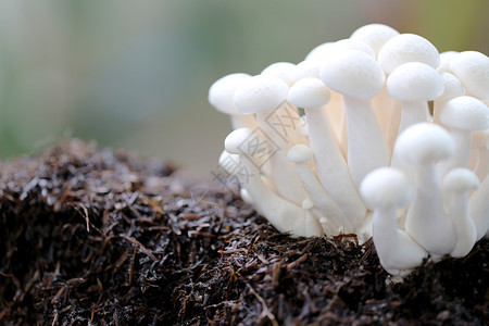 植物园的地上采木吉蘑菇图片