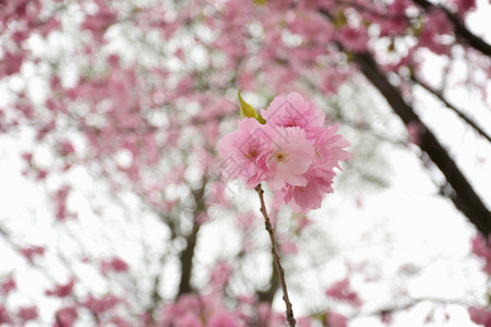日本花园的樱桃或图片