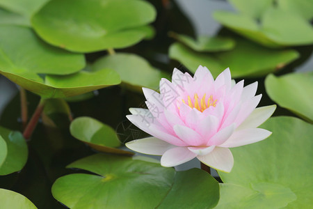 清晨开花的池塘里有粉色莲花还周围的绿叶图片