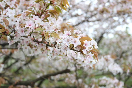 日本花园的白樱或图片