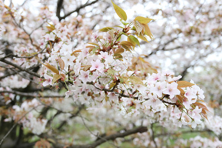 日本花园的白樱或图片