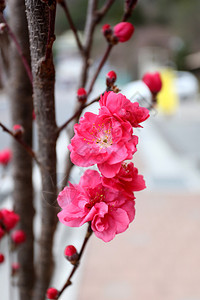 日本花园的粉图片