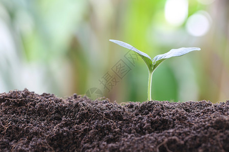 蔬菜园的土壤上青春植物或绿苗种和有机物的概念图片