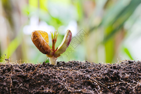 在蔬菜园的农业和种植设计概念中土壤上的花生苗图片