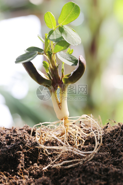 在蔬菜园的农业和种植设计概念中土壤上的花生苗图片