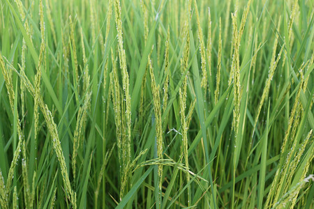 水稻种植临近收获期傍晚阳光普照泰国农业用地图片