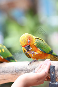 鹦鹉在吃人手的食物图片