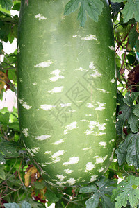绿色的冬瓜挂在蔬菜花园里图片