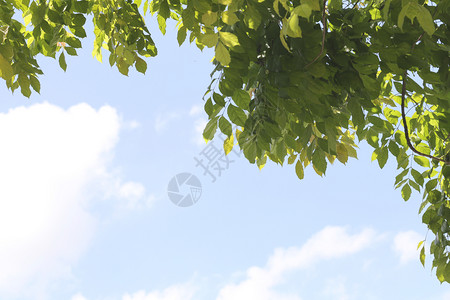 蓝天空背景的绿叶图片