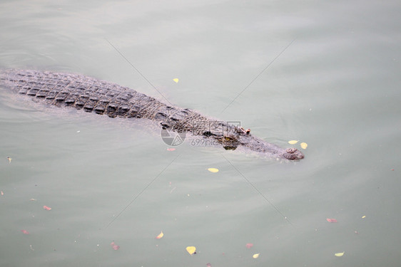 鳄鱼在池塘游泳图片