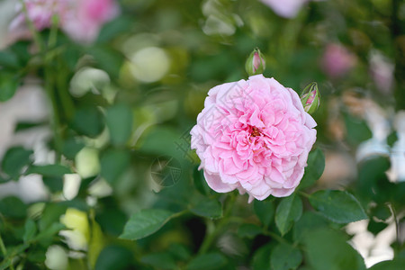 花园里的树上有粉红玫瑰背景图片