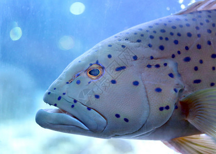 海洋水族馆的豹式粉丝图片