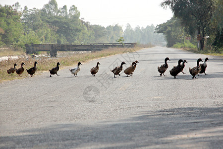 在农村地区鸭子穿过公路整洁图片