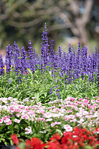 花园里冬天的紫衣草背景图片