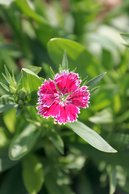 粉红色的Dianthus花是Dianthus本地的品种图片