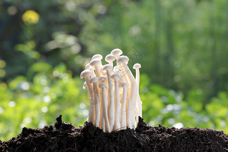 地下白蘑菇在后院活跃背景图片