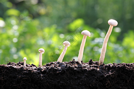 后院的白蘑菇呈增长趋势背景图片