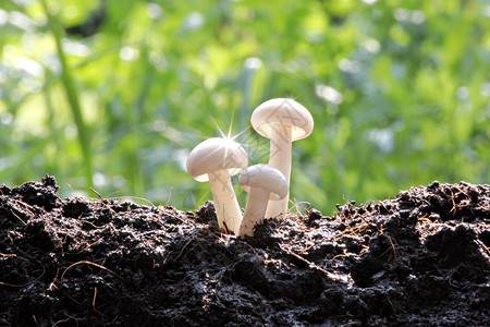 后院的白蘑菇和太阳光线反射的是闪亮星背景图片