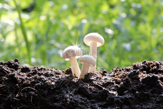 后院的白蘑菇和太阳光线反射的是闪亮星图片