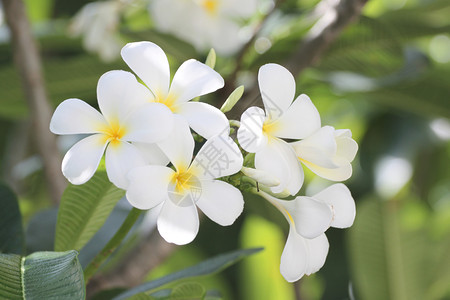花园的树上有白梅花或fragipani花朵图片