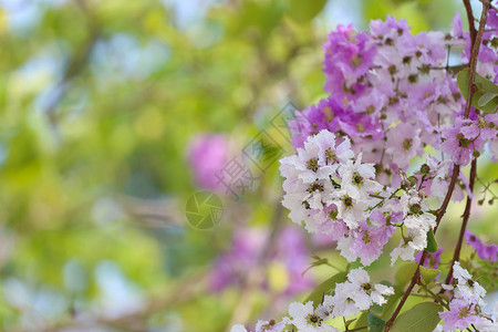泰国的拉格热血树或塔巴克百年植物每开花一次背景图片