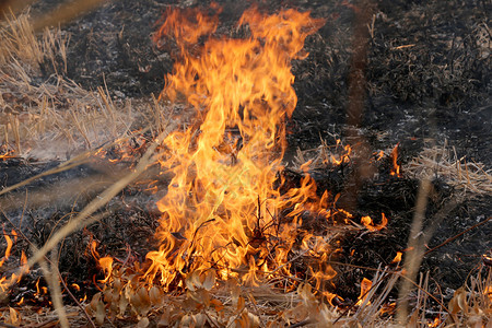 夏季野火在泰国KhonKaen农村地区森林燃烧图片