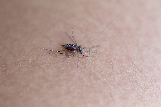 吸血的蚊子手臂上吸血健康观念和登革热图片