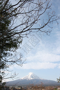 富士山和树枝图片