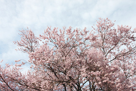 川口子湖的樱花或桃图片