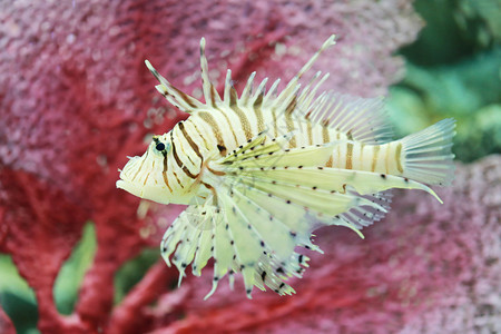 热带魔鬼火鱼或狮子通常的名字是在亚洲海水族馆游泳图片