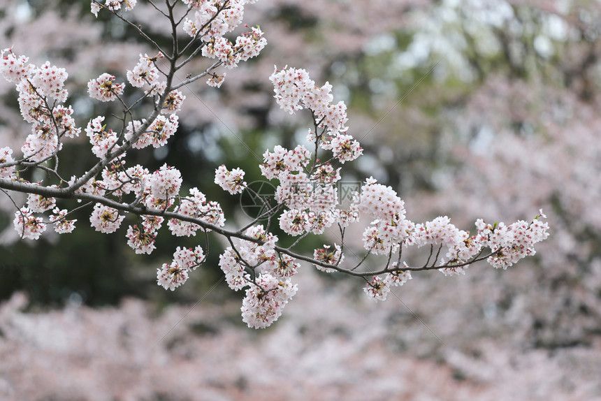 日本花园的粉红樱或图片