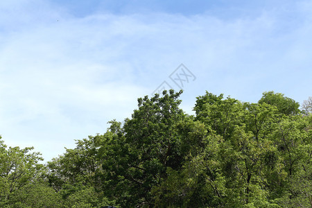 公园中的热带树木在蓝天背景下气良好图片