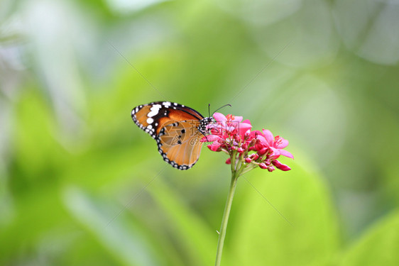 热带的蝴蝶昆虫在公园的树顶上浸泡在公园的树顶上寻找花粉和的蜜图片