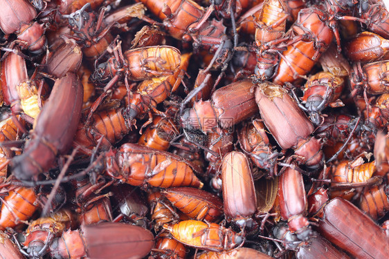 而金龟子或甲虫的名字在科学上以茎蛀蛴螬或长角甲虫这种昆虫命名在泰国流行用来烹调的食物是美味的图片