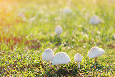 在后院绿草坪上生长的蘑菇中毒图片