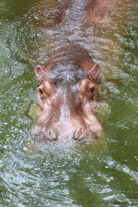 非洲野生动物河马浸泡水图片