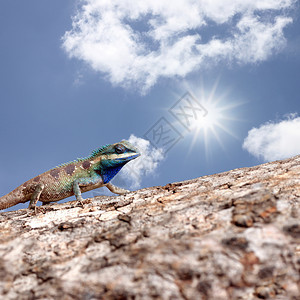 树干木材上的变色素和动物自然概念的蓝天空背景图片