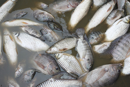 鱼类因工业厂的污水而图片