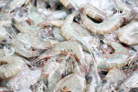 海鲜市场上的新虾用于背景图像图片